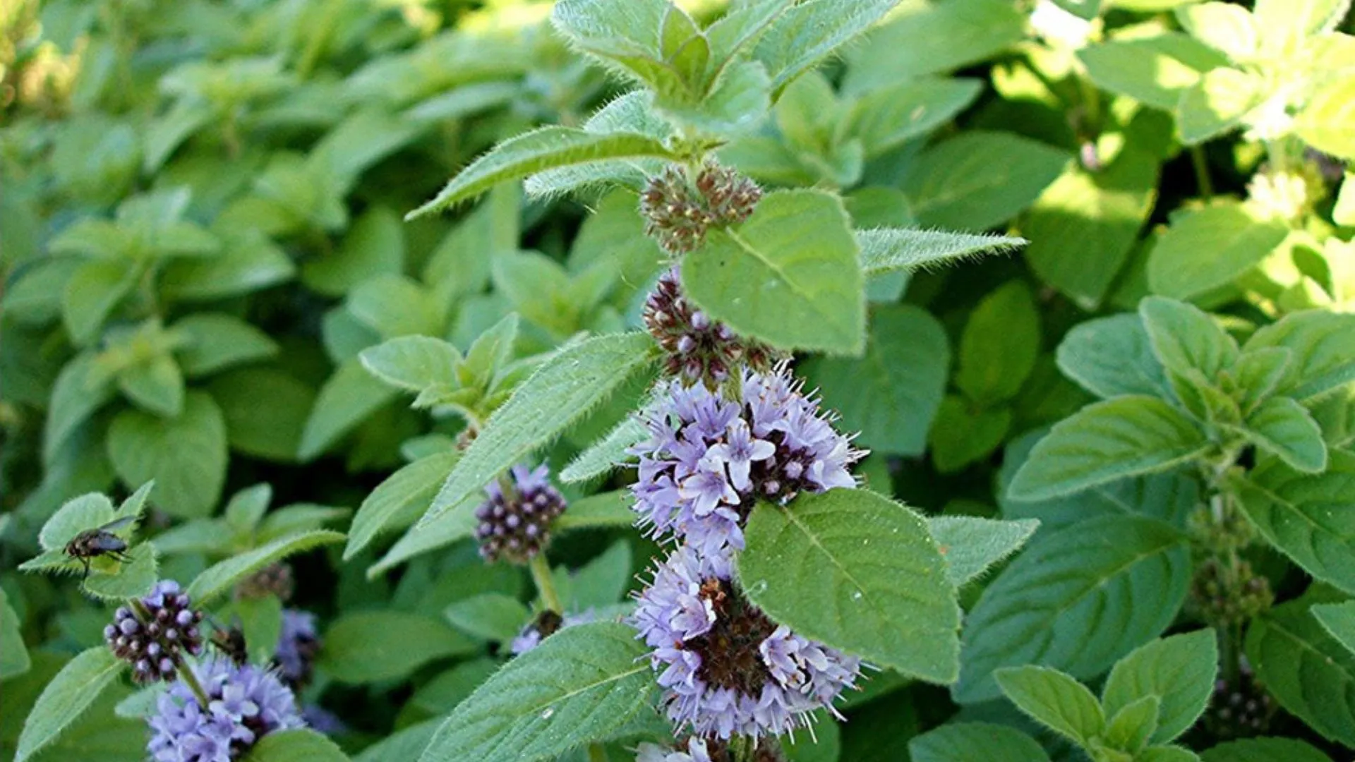 Peperina serrana